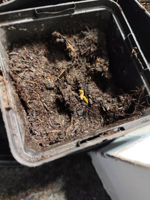 Durban Fruity - Serious Seeds. Week 0