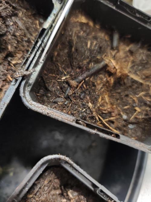 Durban Fruity - Serious Seeds. Week 0