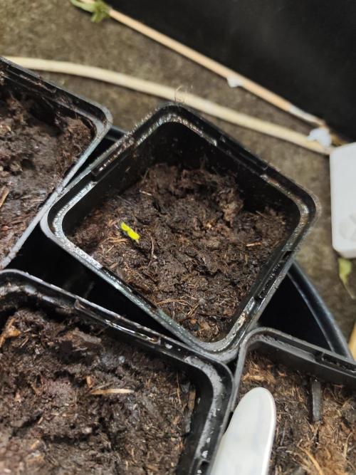 Durban Fruity - Serious Seeds. Week 0