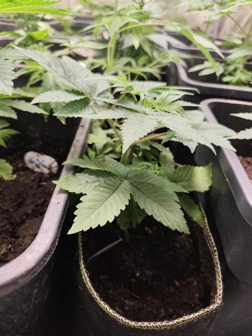 Seeds Genetics - 24K Kush. Week 3