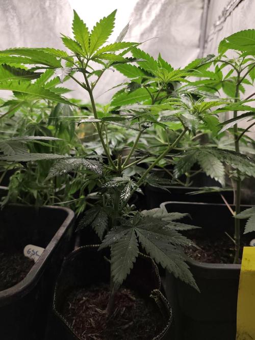 Seeds Genetics - 24K Kush. Week 4