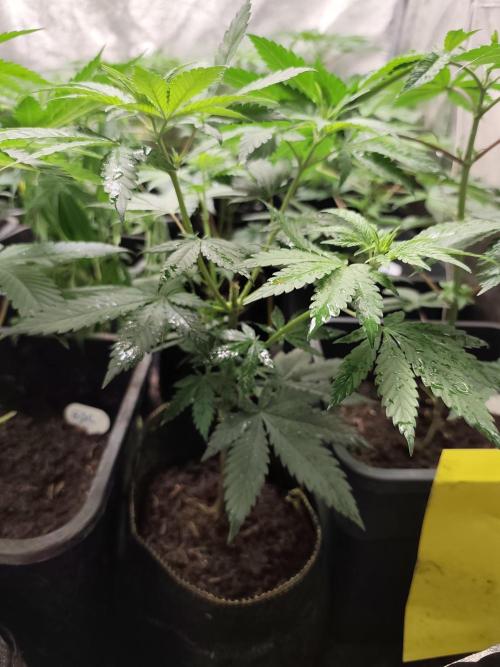 Seeds Genetics - 24K Kush. Week 4