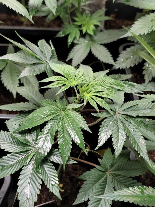 Seeds Genetics - 24K Kush. Week 4