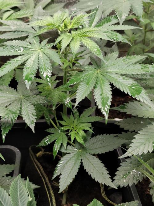 Seeds Genetics - 24K Kush. Week 4