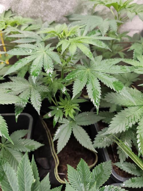 Seeds Genetics - 24K Kush. Week 4