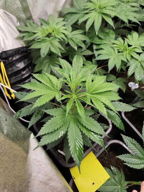 Seeds Genetics - Gorilla Glue. Week 4