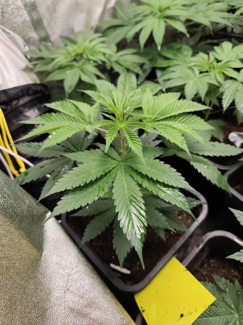 Seeds Genetics - Gorilla Glue. Week 4