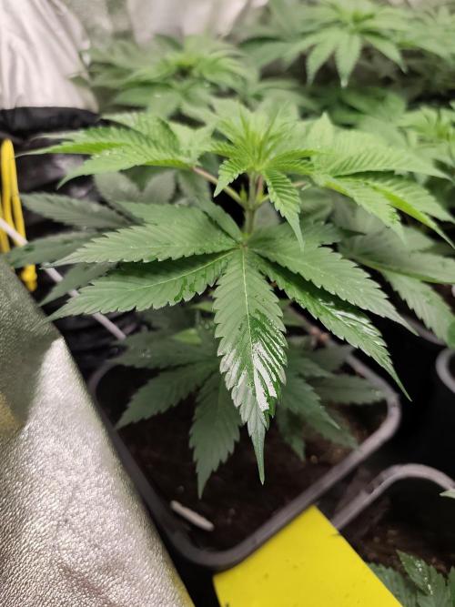 Seeds Genetics - Gorilla Glue. Week 4