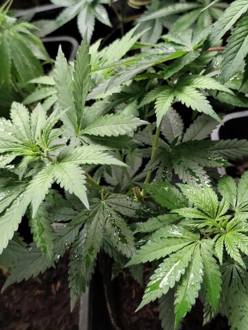 Seeds Genetics - Gorilla Glue. Week 4