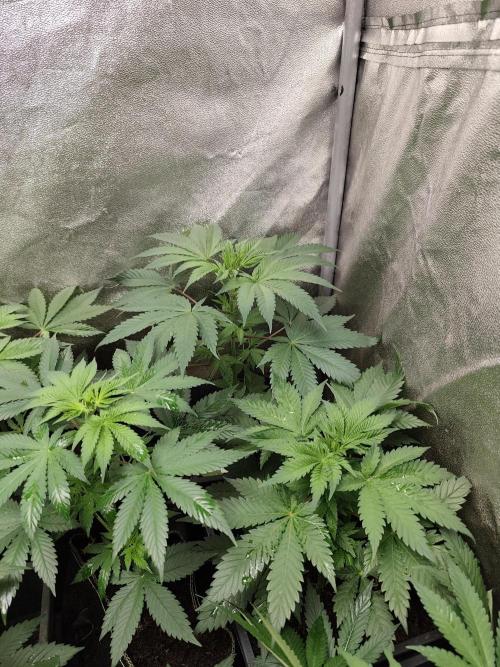 Spliff Seeds Girl Scout Cookies. Week 4