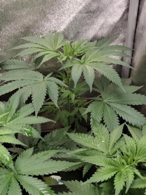 Spliff Seeds Girl Scout Cookies. Week 4