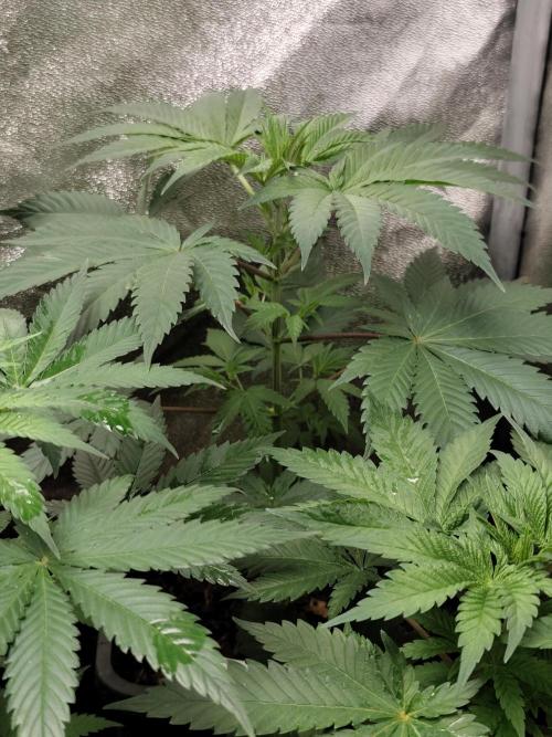 Spliff Seeds Girl Scout Cookies. Week 4
