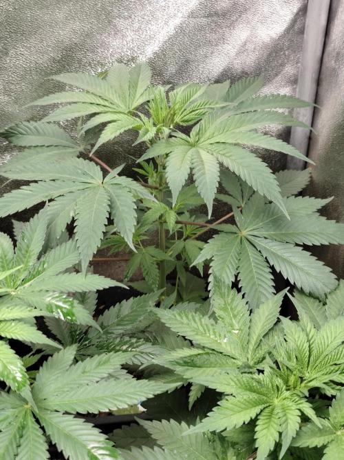 Spliff Seeds Girl Scout Cookies. Week 4