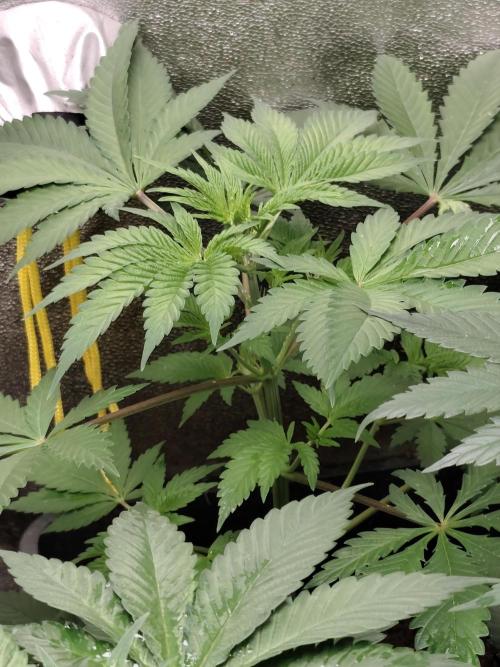 Spliff Seeds Girl Scout Cookies. Week 4
