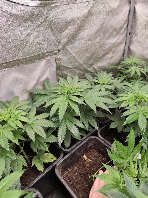 Spliff Seeds Girl Scout Cookies. Week 4