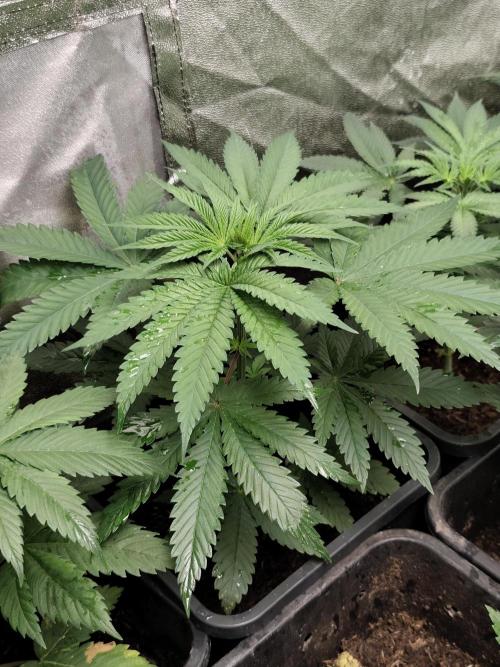 Spliff Seeds Girl Scout Cookies. Week 4
