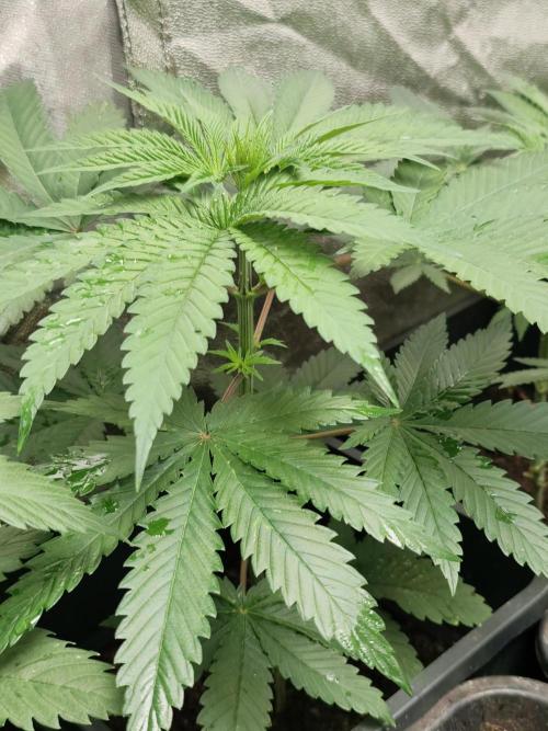 Spliff Seeds Girl Scout Cookies. Week 4