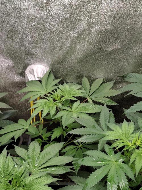 Spliff Seeds Girl Scout Cookies. Week 4