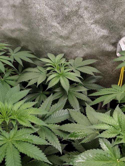 Spliff Seeds Gelato. Week 4