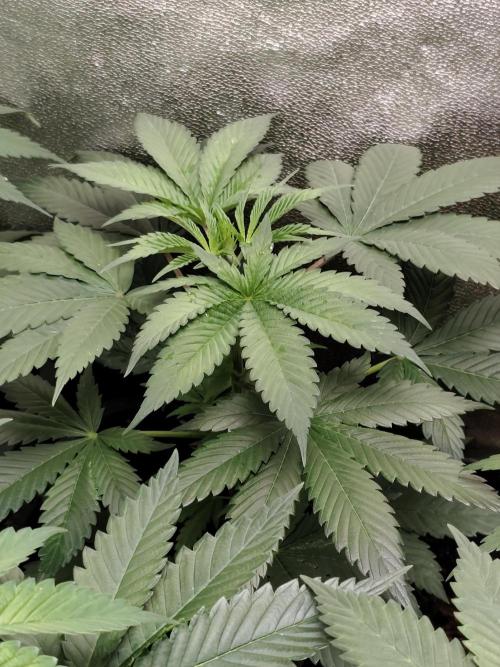 Spliff Seeds Gelato. Week 4
