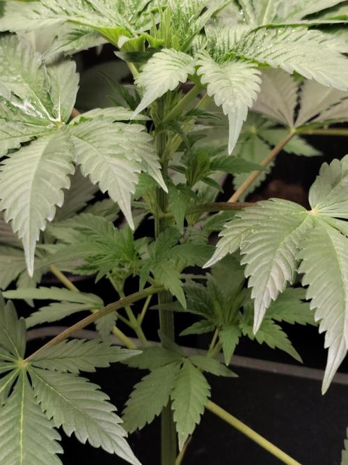Spliff Seeds Gelato. Week 4