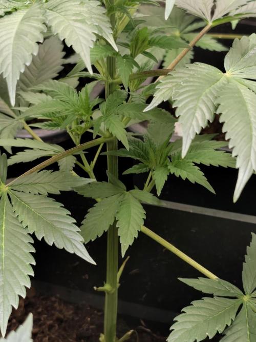 Spliff Seeds Gelato. Week 4
