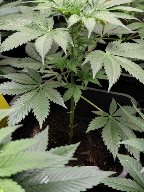 Spliff Seeds Gelato. Week 4