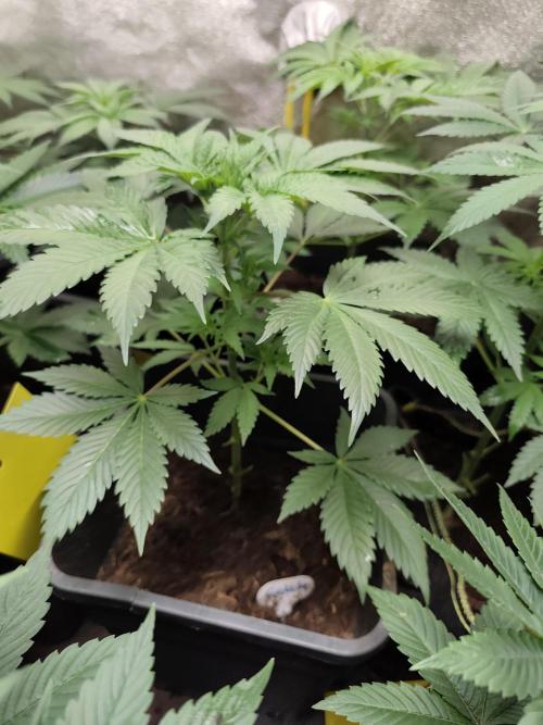 Spliff Seeds Gelato. Week 4