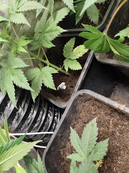 Spliff Seeds Gelato. Week 4