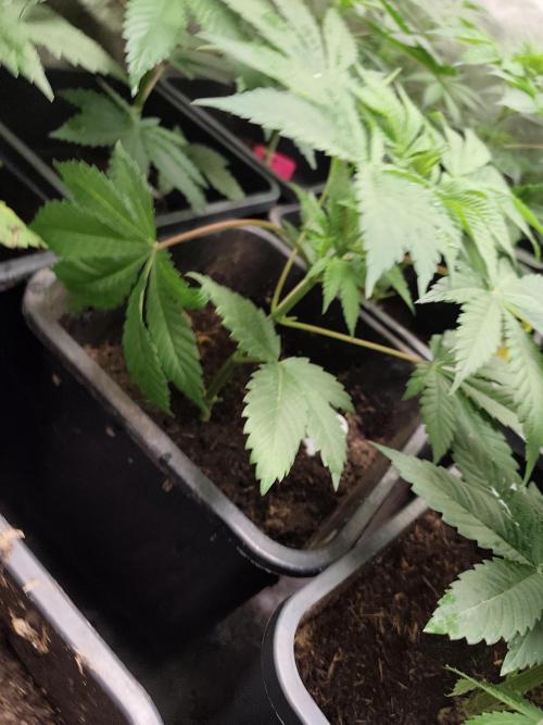 Spliff Seeds Gelato. Week 4