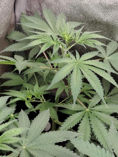 Purple Mintz 💜. Week 4
