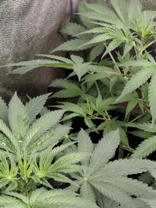 Purple Mintz 💜. Week 4
