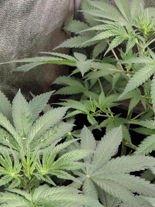 Purple Mintz 💜. Week 4