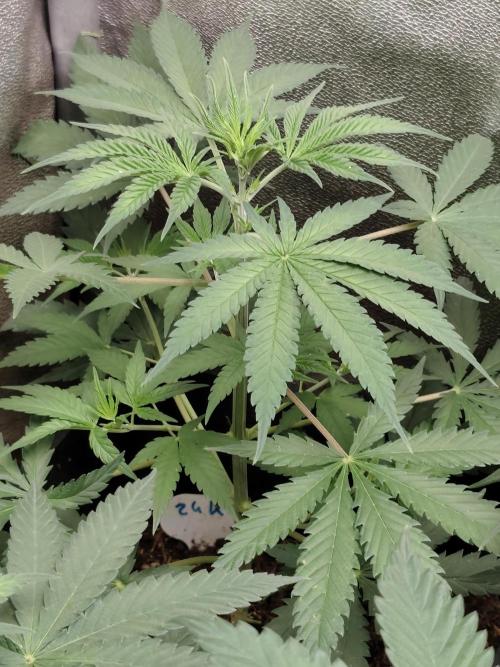 Purple Mintz 💜. Week 4