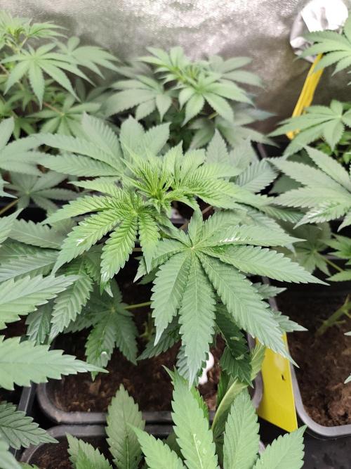 Purple Mintz 💜. Week 4