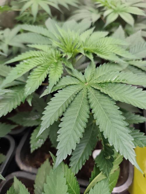Purple Mintz 💜. Week 4
