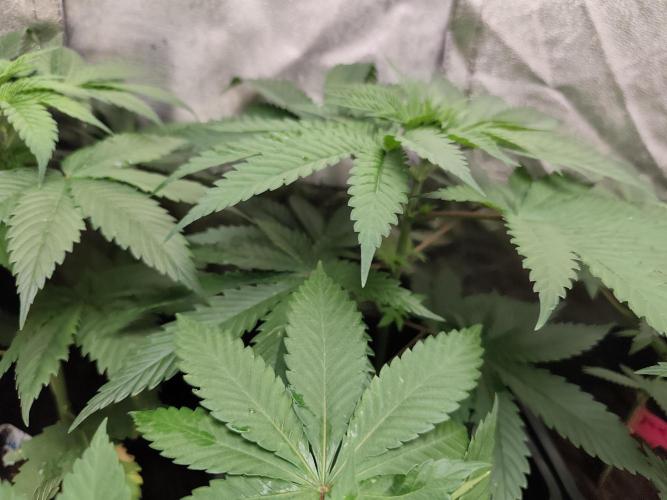 Purple Mintz 💜. Week 4