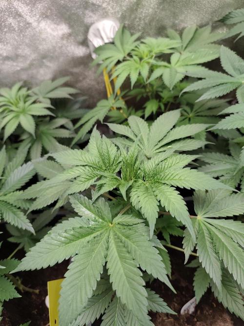Sweetopia 🍭 paradise seeds. Week 4