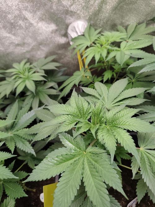 Sweetopia 🍭 paradise seeds. Week 4