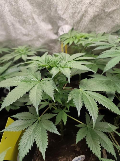 Sweetopia 🍭 paradise seeds. Week 4