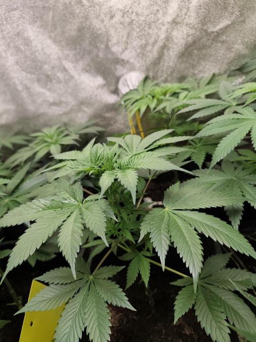 Sweetopia 🍭 paradise seeds. Week 4
