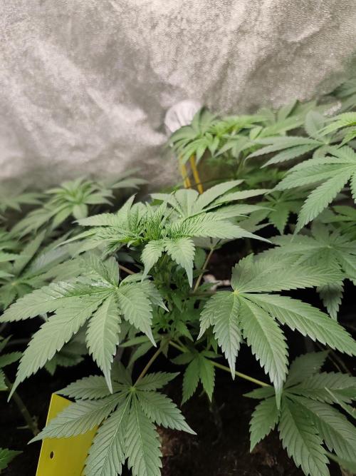 Sweetopia 🍭 paradise seeds. Week 4