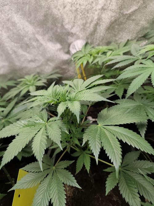 Sweetopia 🍭 paradise seeds. Week 4