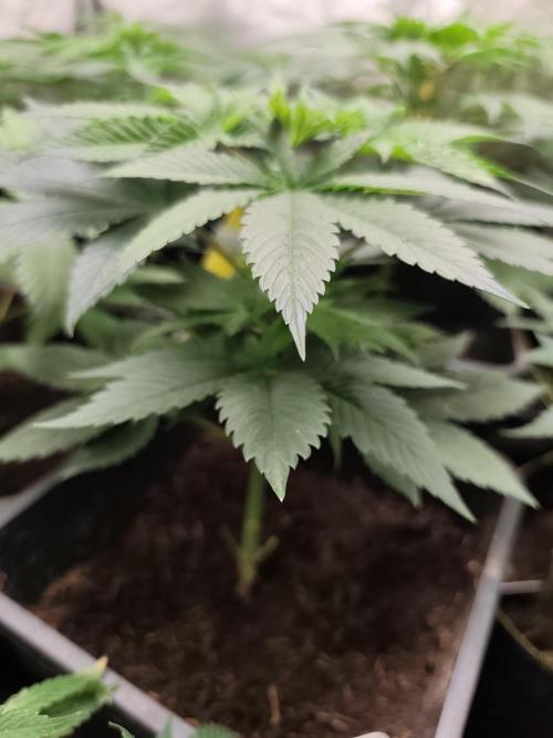 Sweetopia 🍭 paradise seeds. Week 4