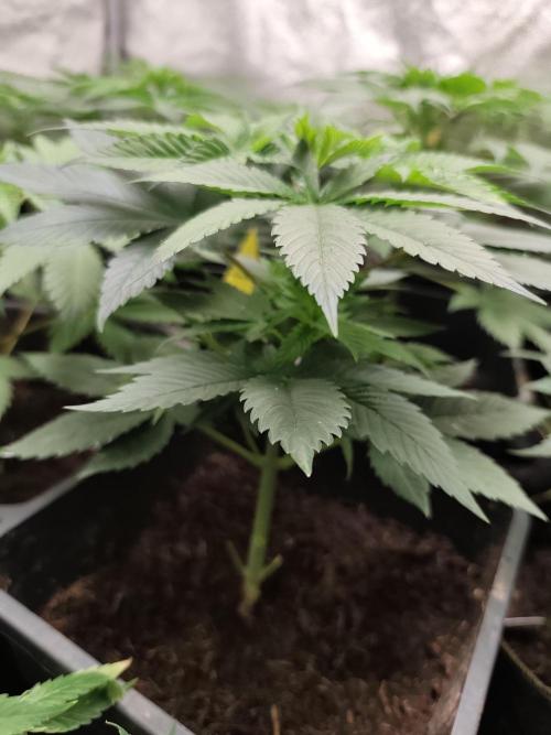 Sweetopia 🍭 paradise seeds. Week 4