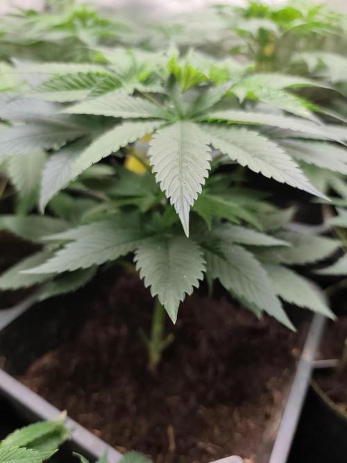 Sweetopia 🍭 paradise seeds. Week 4