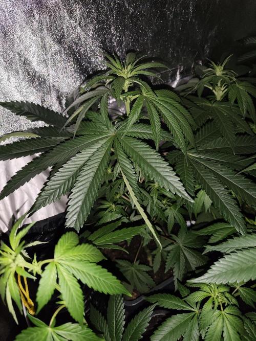Seeds Genetics - Gorilla Glue. Week 5