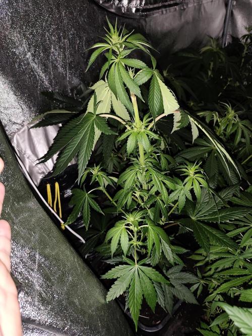 Seeds Genetics - Gorilla Glue. Week 5