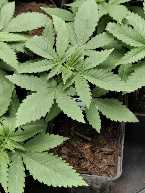 Durban Fruity - Serious Seeds. Week 2
