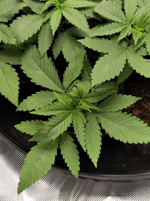 Durban Fruity - Serious Seeds. Week 2
